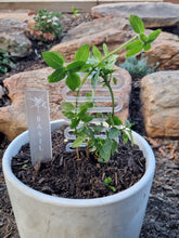 Load image into Gallery viewer, ACRYLIC HERB TRELLIS