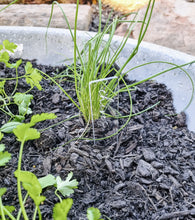 Load image into Gallery viewer, ACRYLIC HERB STAKES - CURIVE - 6 PACK