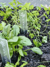 Load image into Gallery viewer, ACRYLIC HERB STAKES - ICON - 20 PACK
